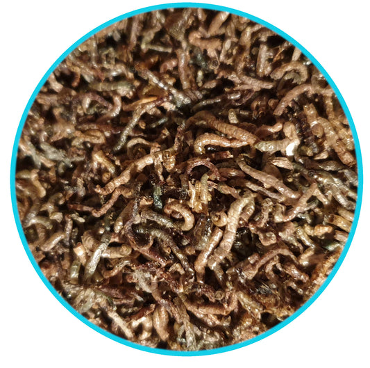 *Rote Mückenlarven FD*